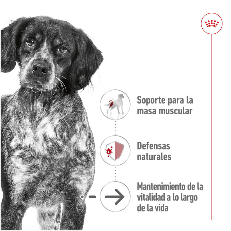 Royal Canin Medium 7+ Ageing lata para perros, , large image number null